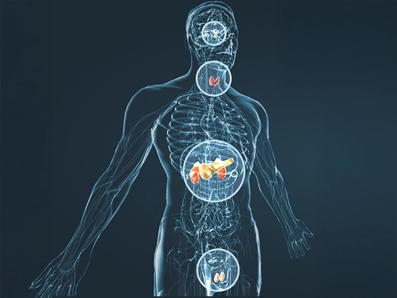 Diagram of the body areas JellyFil ingredients are proposed to support